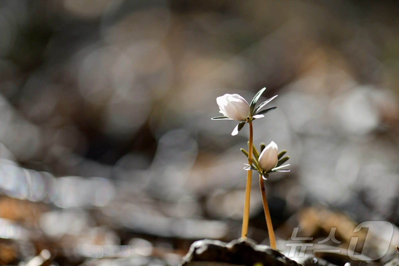내장산국립공원에 개화한 변산바람꽃.(내장산국립공원 제공. 재판매 및 DB금지)