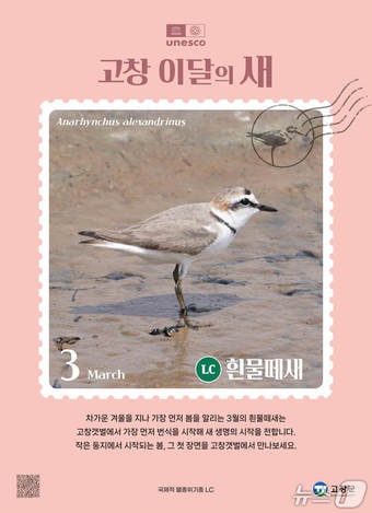 전북 고창군이 3월 이달의 새로 '흰물떼새'를 선정했다.(고창군 제공. 재판매 및 DB금지)