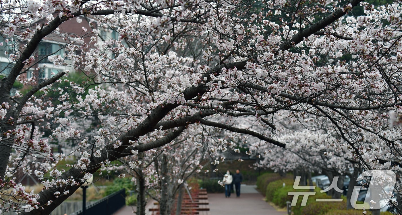 30일 경북 포항시 남구 지곡동 영일대호수공원 주변이 만개한 벚꽃으로 뒤덮혔다. 2026.3.30 ⓒ 뉴스1 최창호 기자