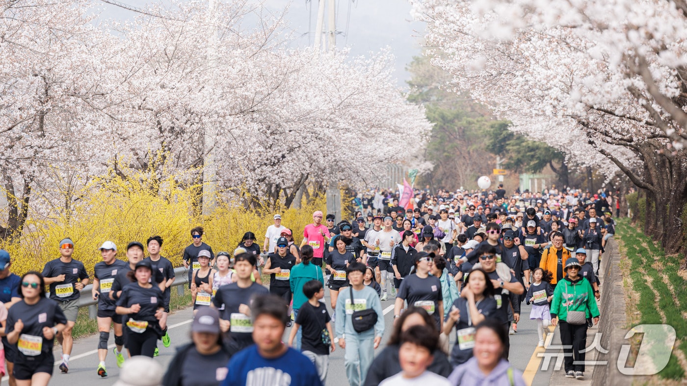 '제25회 합천벚꽃마라톤대회' 장면(합천군 제공. 재판매 및 DB금지). 2026.3.29