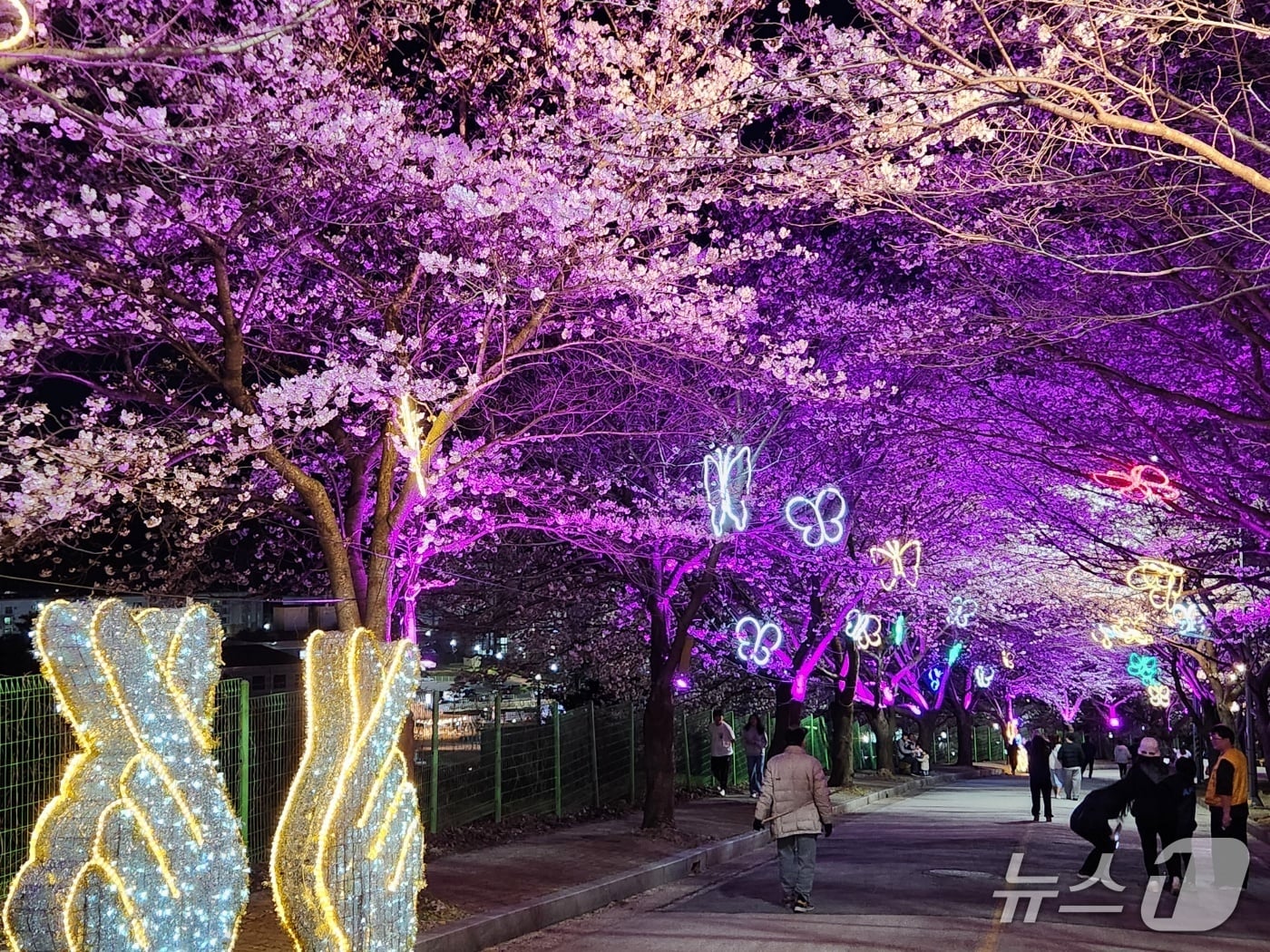 고창 벚꽃축제 야간경관(고창군 제공. 재판매 및 DB금지)