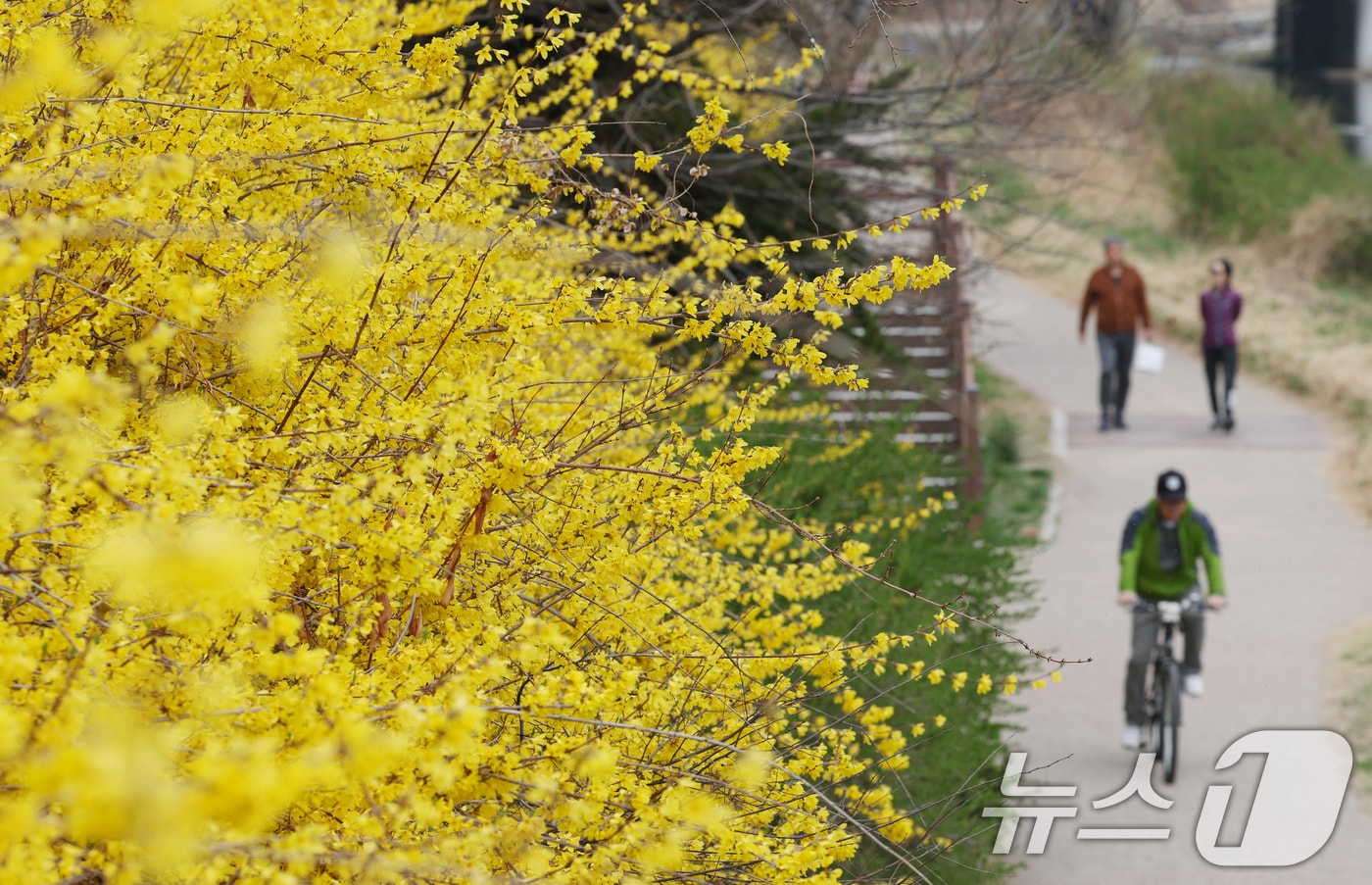시민들이 활짝 핀 개나리꽃을 감상하며 봄산책을 하고 있다. ⓒ 뉴스1