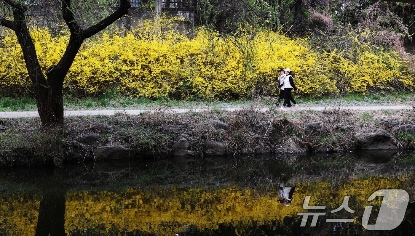 낮 최고 기온이 20도 안팎까지 오르며 완연한 봄 날씨를 보인 30일 경기 수원시 영통구 원천리천에서 시민들이 활짝 핀 개나리꽃을 감상하며 봄산책을 하고 있다. 2026.3.30 ⓒ 뉴스1 김영운 기자