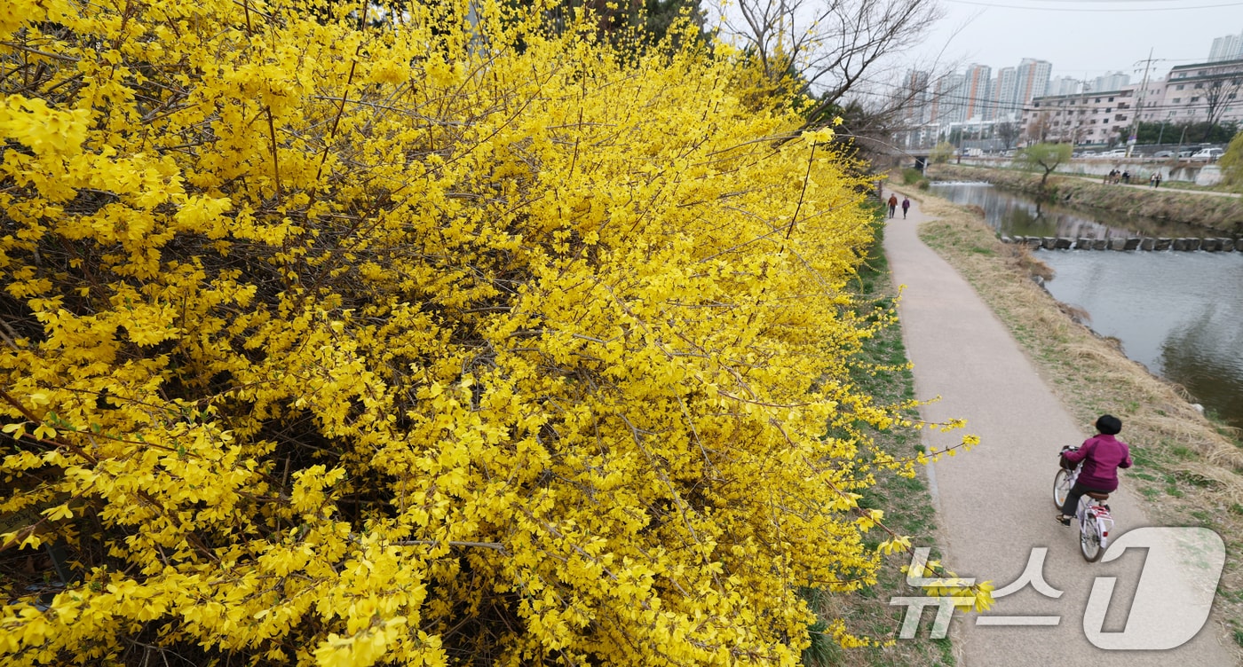 낮 최고 기온이 20도 안팎까지 오르며 완연한 봄 날씨를 보인 30일 경기 수원시 영통구 원천리천에서 시민들이 활짝 핀 개나리꽃을 감상하며 봄산책을 하고 있다. 2026.3.30 ⓒ 뉴스1 김영운 기자