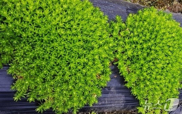 돌나물. 사진은 기사 내용과 무관함. ⓒ News1