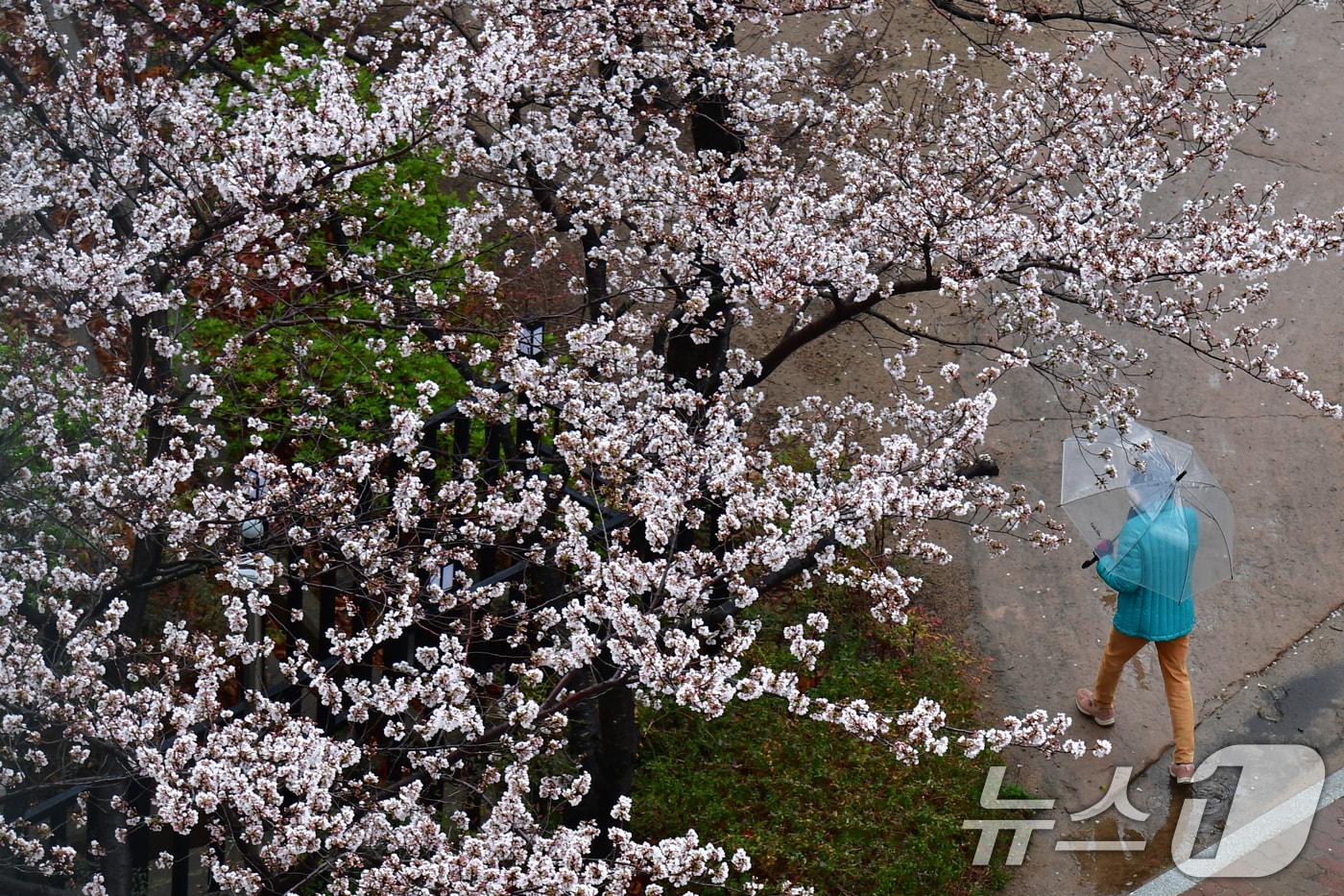 우산 쓴 시민.(뉴스1 DB)