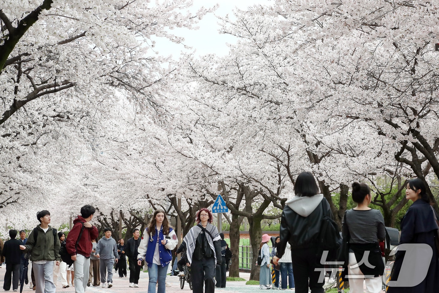 1일 대구와 경북지역은 대체로 흐림다 가끔 비가 내리겠다. 3월31일 대구 북구 경북대학교에서 열린 '개교 80주년 기념 벚꽃 거리 축제'를 찾은 학생과 지역 주민들이 일청담 주변에 활짝 핀 벚꽃을 감상하며 걷고 있다. 2026.3.31 ⓒ 뉴스1 공정식 기자