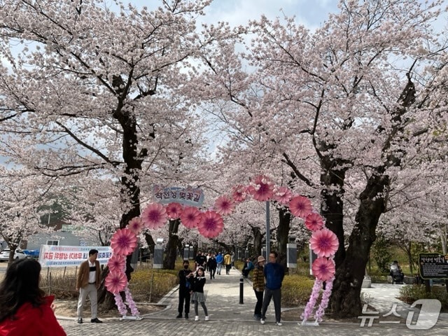 작천정 벚꽃길 모습. (울주군 제공. 재판매 및 DB 금지) /뉴스1