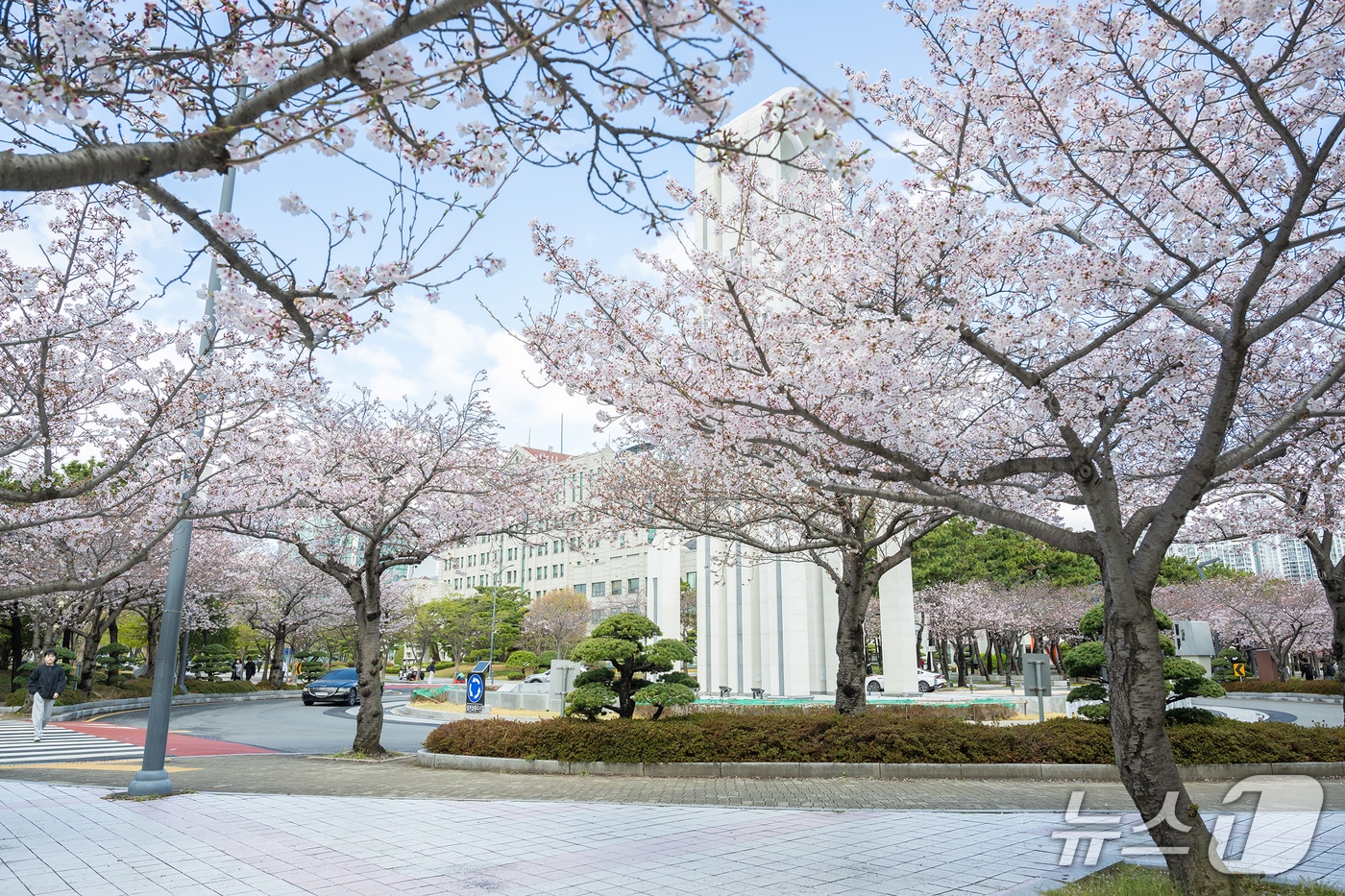 31일 벚꽃축제 '핑크캠퍼스'를 앞두고 국립부경대학교 대연캠퍼스에 벚꽃이 펴 있다. (국립부경대 제공. 재판매 및 DB 금지)
