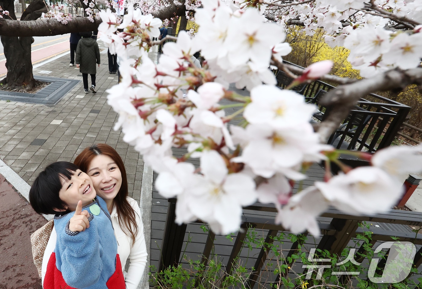따뜻한 봄 날씨를 보인 31일 오후 서울 여의도 윤중로 벚꽃길에서 시민들이 활짝 핀 벚꽃을 즐기고 있다. 서울을 대표하는 '여의도 봄꽃축제'는 다음 달 3일부터 7일까지 열린다. 2026.3.31 ⓒ 뉴스1 김민지 기자