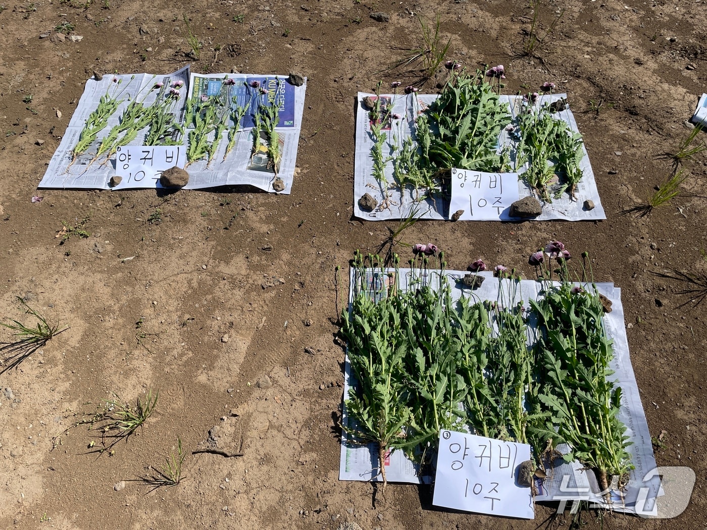 압수된 양귀비(제주해경 제공. 재판매 및 DB금지)/뉴스1