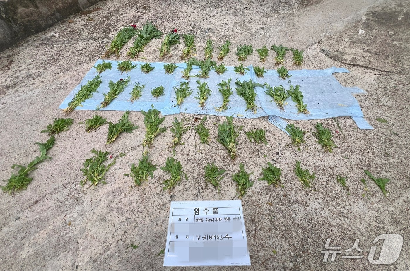단속된 양귀비.(동해해경청 제공, 재판매 및 DB 금지) 2026.3.31/뉴스1