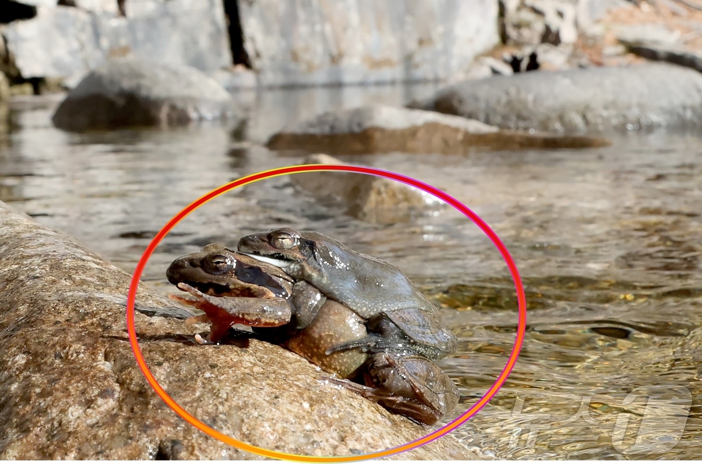 절기상 경칩(驚蟄)을 이틀 앞둔 지난 3일 충북 괴산군 쌍곡구곡에서 겨울잠을 깬 개구리 한 쌍이 포착됐다.(괴산군 제공).2026.03.04. ⓒ 뉴스1 이성기 기자