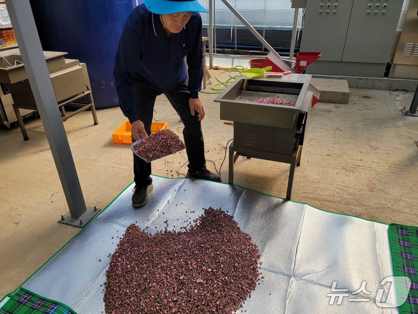 꽃가루 생산 작업.(뉴스1DB)