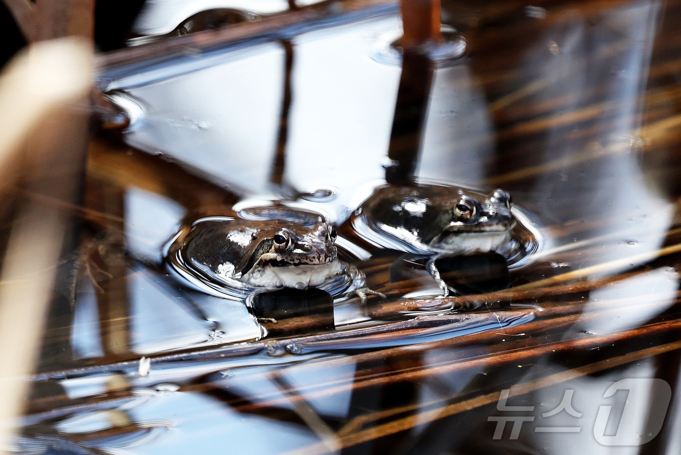 개구리가 잠에서 깬다는 경칩을 하루 앞둔 4일 광주 북구 화암동 평두메습지에서 개구리가 쉬어가고 있다.(광주 북구 제공. 재판매 및 DB 금지) 2026.3.4 ⓒ