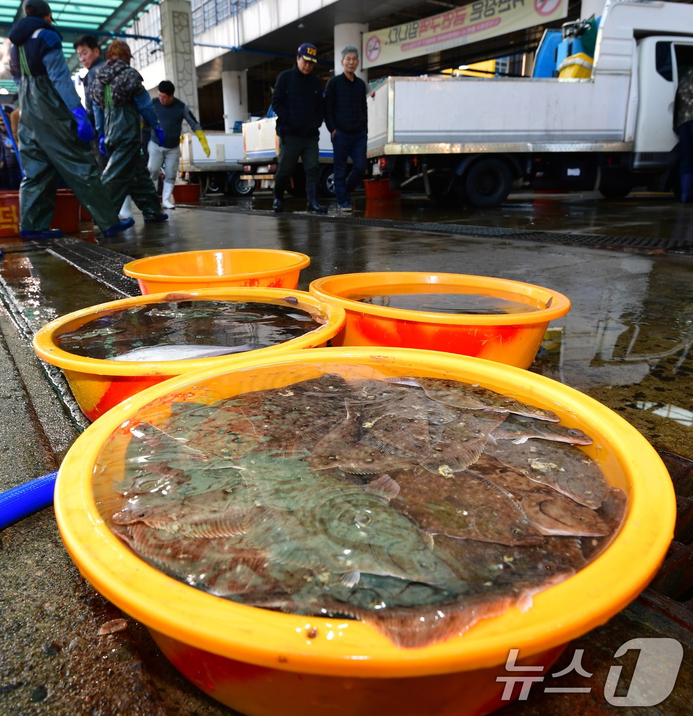 절기상 경칩인 5일 경북 포항시 북구 포항수협활어위판장에서 경매를 앞둔 도다리와 가자미가 바구니에 가득 담겨있다. 2026.3.5 ⓒ 뉴스1 최창호 기자