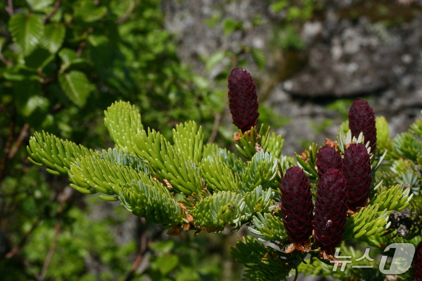 가문비나무(한국수목원정원관리원 제공.재판매 및 DB금지) /뉴스1