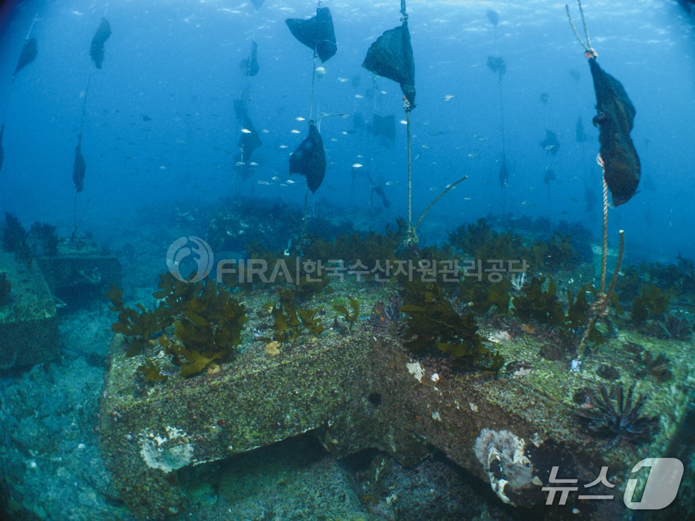 해조류 씨앗 주머니를 이용해 조성된 바다숲 모습 (수산자원공단 제공. 재판매 및 DB금지)