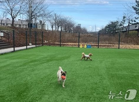 반려동물 놀이터.(동해시 제공, 재판매 및 DB 금지) 2026.3.5/뉴스1