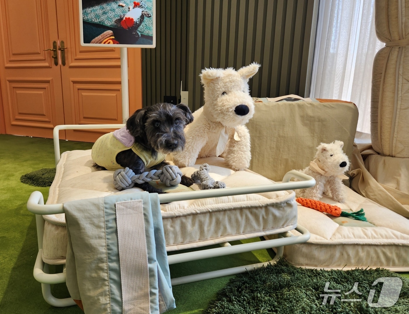 펫 매트리스 'N32 쪼꼬미', 작년 4분기 판매량 4배 증가 - 뉴스 썸네일 이미지