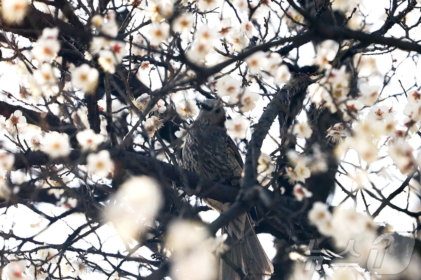 6일 광주 북구 용봉동 전남대학교 캠퍼스 매실나무에 직박구리가 앉아 쉬고 있다.(광주 북구 제공. 재판매 및 DB 금지) /뉴스1 