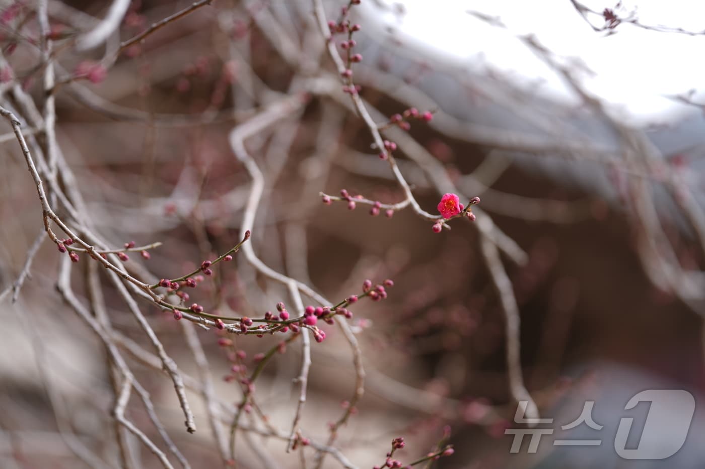 화엄사 홍매화가 6일 올해 첫 꽃망울을 터트렸다. (구례군 제공. 재판매 및 DB금지) ⓒ 뉴스1 