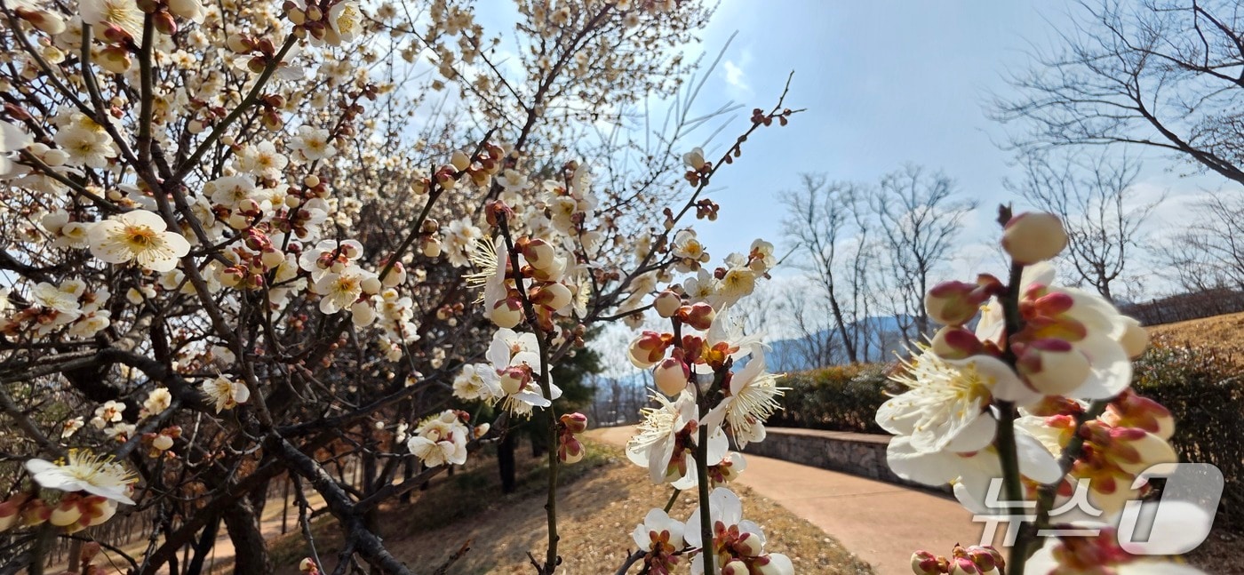 주말인 7일 경북 경산시 남매들 매화나무에 꽃이 피고 있다. 2026.3.7/뉴스1