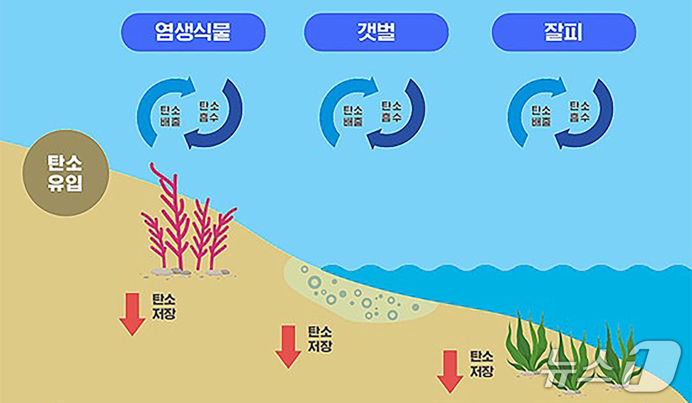 '블루 카본' 이해도.(해양수산부 누리집 갈무리)