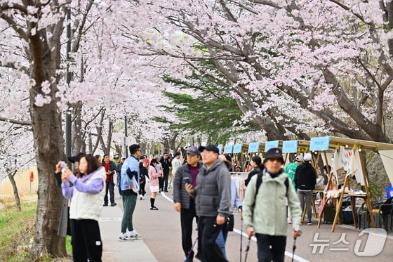 지난해 4월 12~13일 강원 속초시 영랑호 벚꽃축제 자료 사진.(재판매 및 DB 금지)/뉴스1