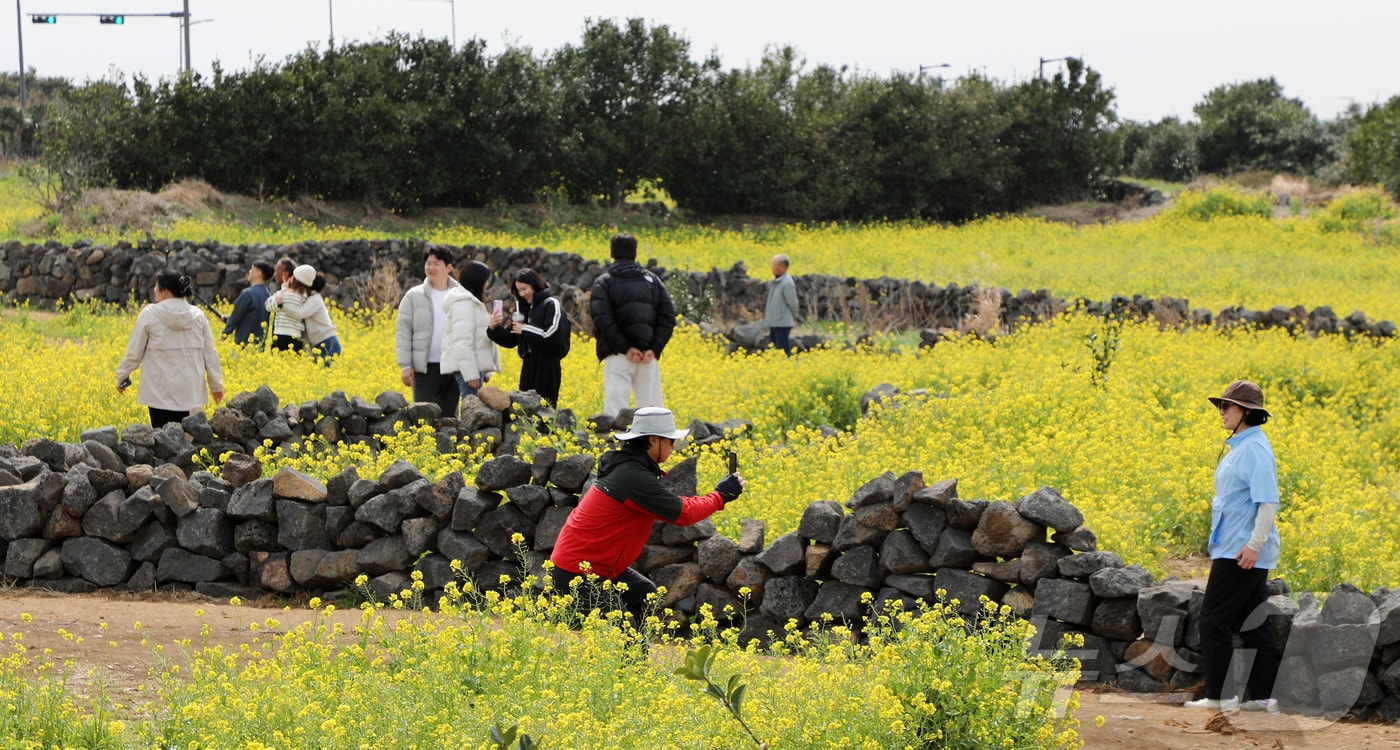 8일 오후 제주 서귀포시 성산읍의 한 유채꽃밭. 2026.3.8 ⓒ 뉴스1 오미란 기자
