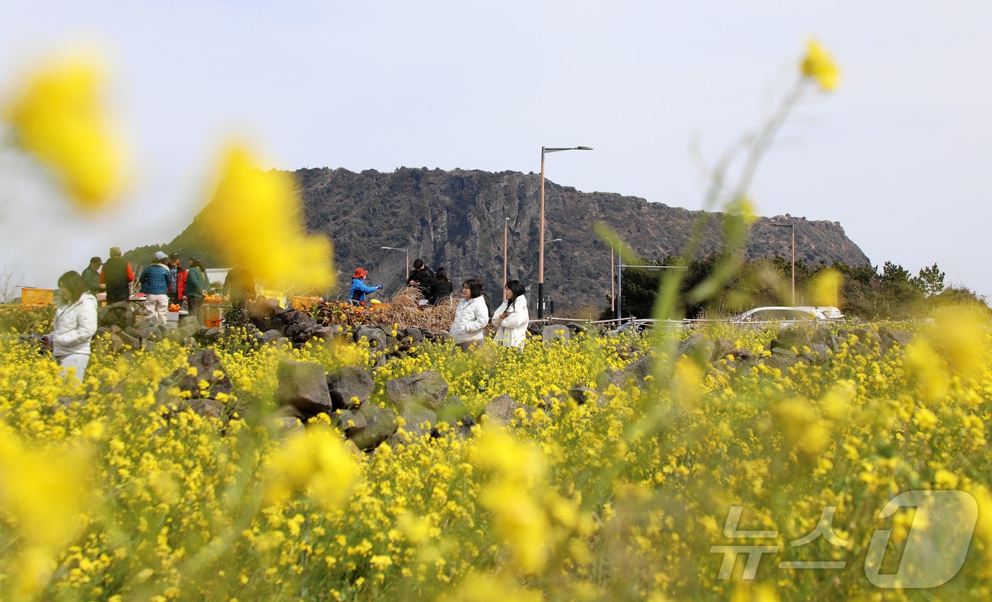제주 서귀포시 성산읍의 한 유채꽃밭. (뉴스1 DB) 2026.3.8 ⓒ 뉴스1 오미란 기자