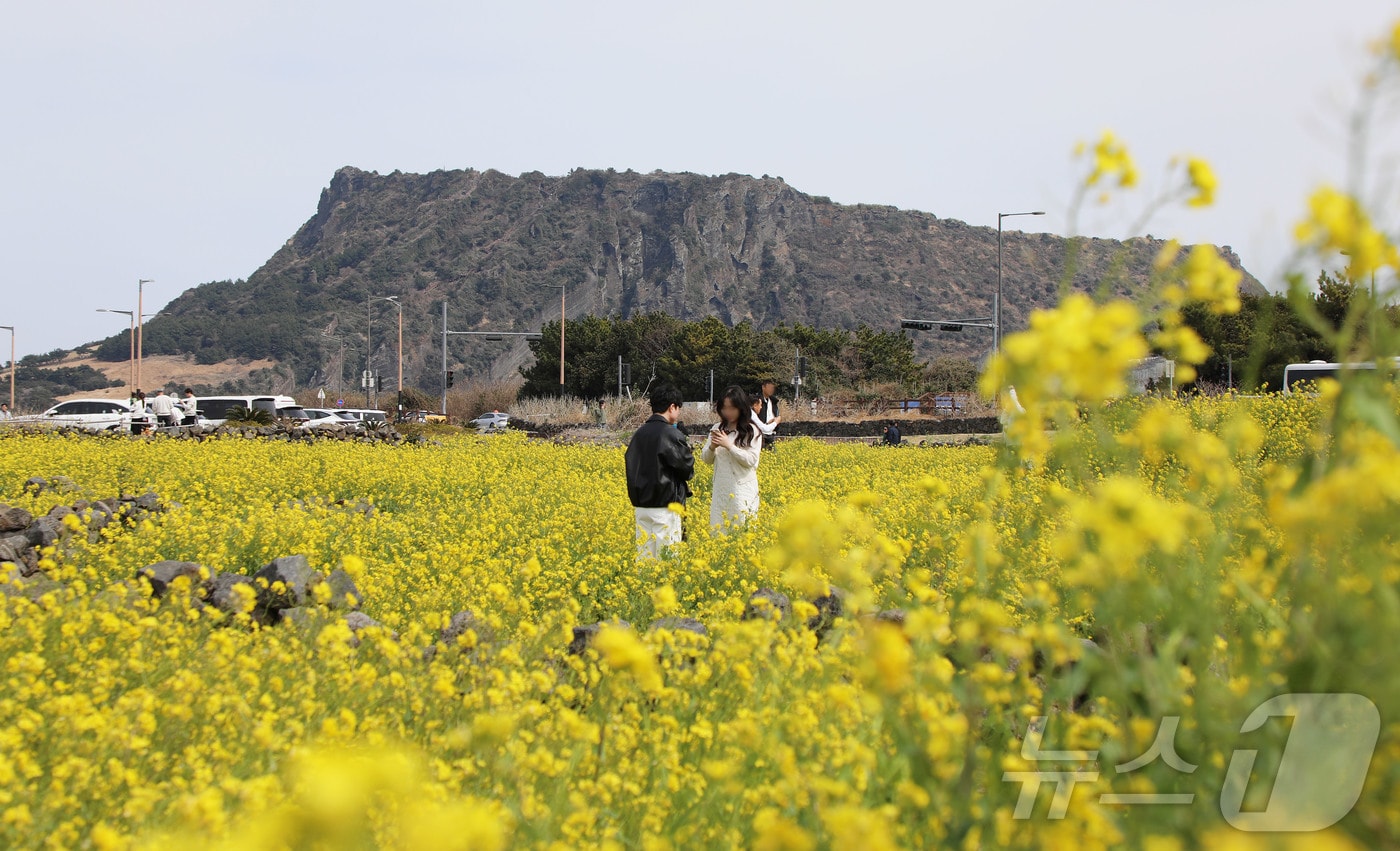 8일 오후 제주 서귀포시 성산읍의 한 유채꽃밭에서 상춘객들이 봄 정취를 즐기고 있다. 2026.3.8 ⓒ 뉴스1 오미란 기자