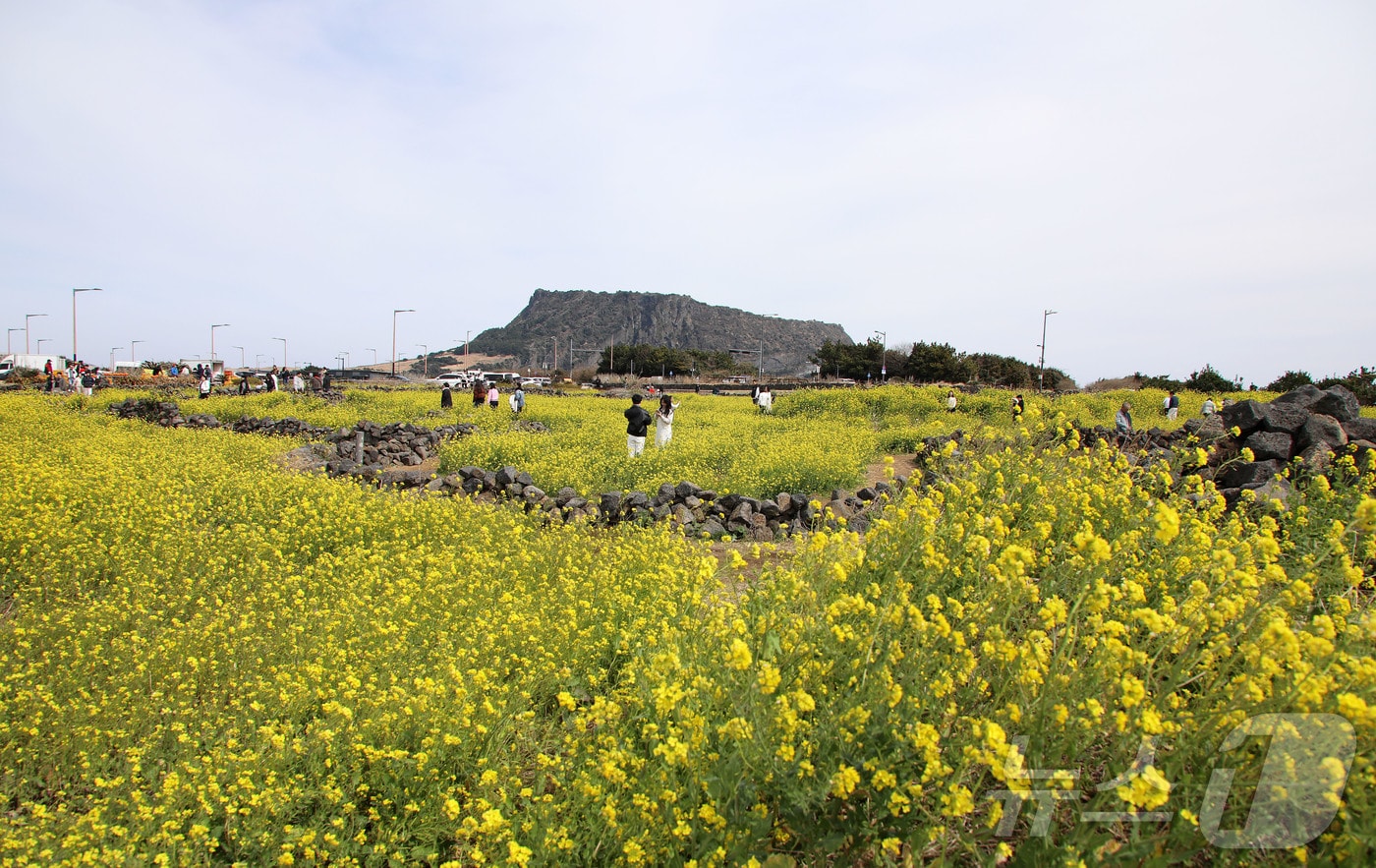 제주 서귀포시 성산읍의 한 유채꽃밭. 2026.3.8 ⓒ 뉴스1 오미란 기자