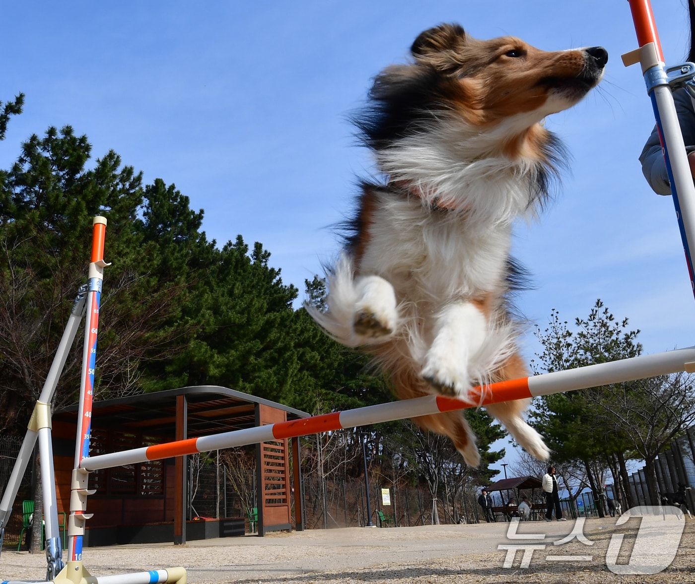 9일 대구와 경북지역은 구름이 많은 가운데 낮 기온은 8도 안팎으로 오를 것으로 예측된다. 사진은 8일 경북 포항 펫필드에서 뛰노는 반려견. (사진은 기사 내용과 무관함) 2026.3.8 ⓒ 뉴스1 최창호 기자