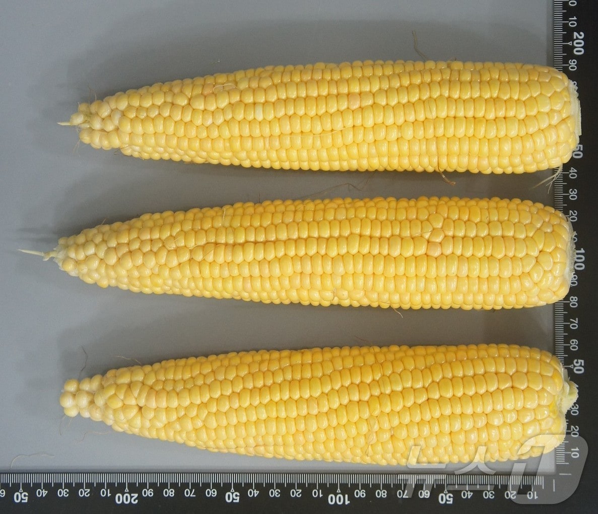 경북농업기술원이 소비자 기호 변화에 대응해 초당옥수수 신품종인 ‘청밀옥’을 개발해 국립종자원에 품종보호를 출원했다. /뉴스1