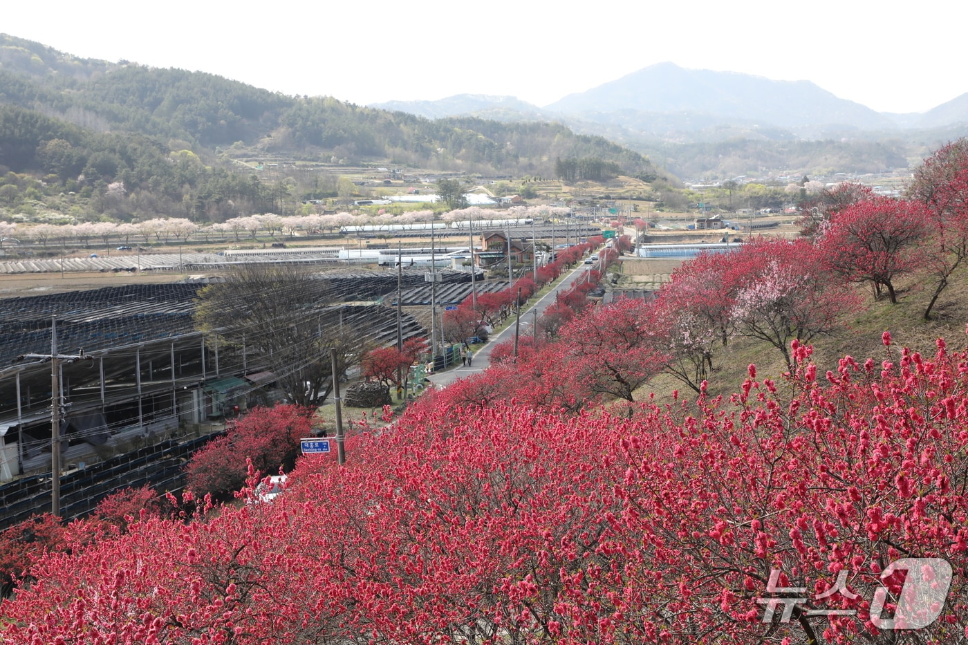금산군 남일면 홍도화(금산군 제공.재판매 및 DB금지)/뉴스1