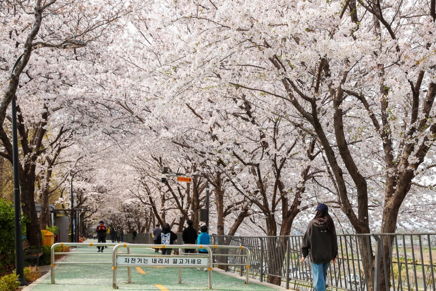 송정 제방길 벚꽃(성동구 제공)