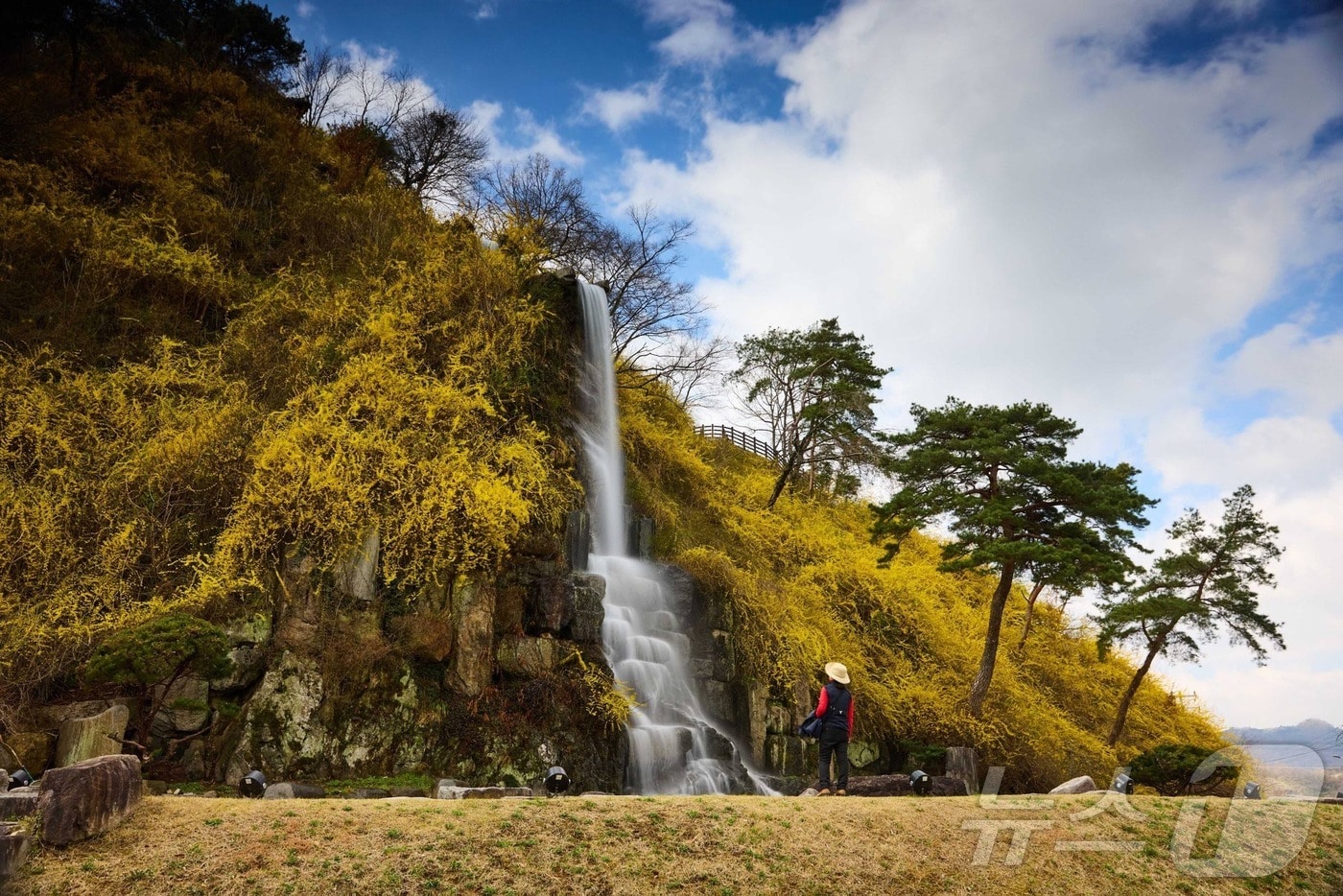 1일 오전 전남 화순군 화순읍 개미산 전망대 아래 활짝 핀 개나리와 시원스럽게 쏟아지는 폭포가 한폭의 산수화를 연상케 한다.(화순군 제공, 재배포 및 DB 금지)2026.4.1 ⓒ 뉴스1