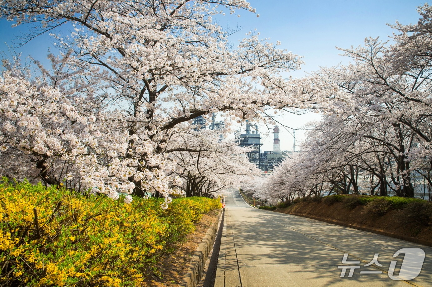 벚꽃동산(SK인천석유화학 제공/뉴스1)