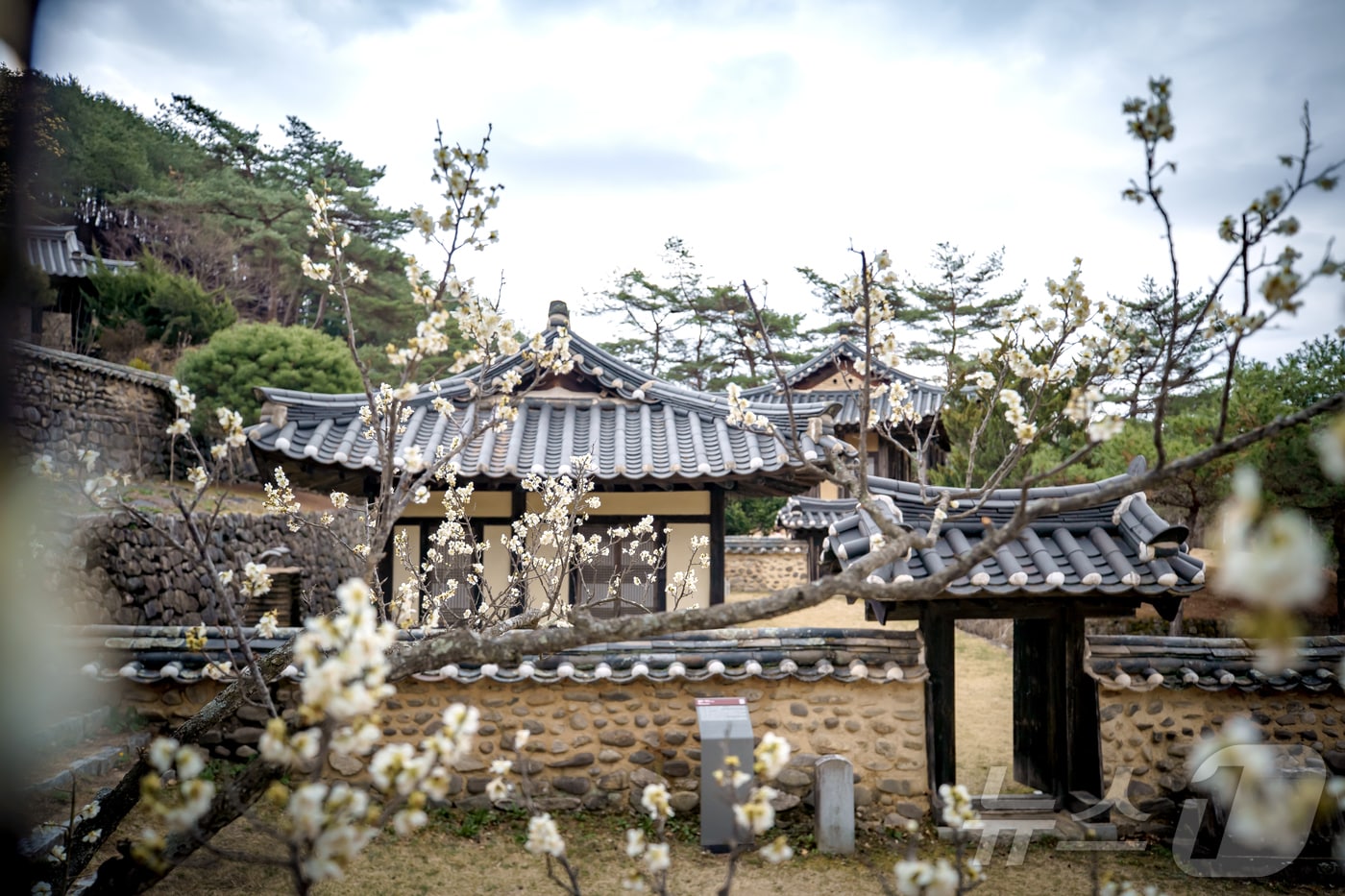 한국국학진흥원은 제81회 식목일을 맞아 조선시대 문인 김광계(1580~1646)의 ‘매원일기’를 통해 꽃과 나무를 가꾸던 선비의 삶과 인문학적 가치를 조명했다. /뉴스1