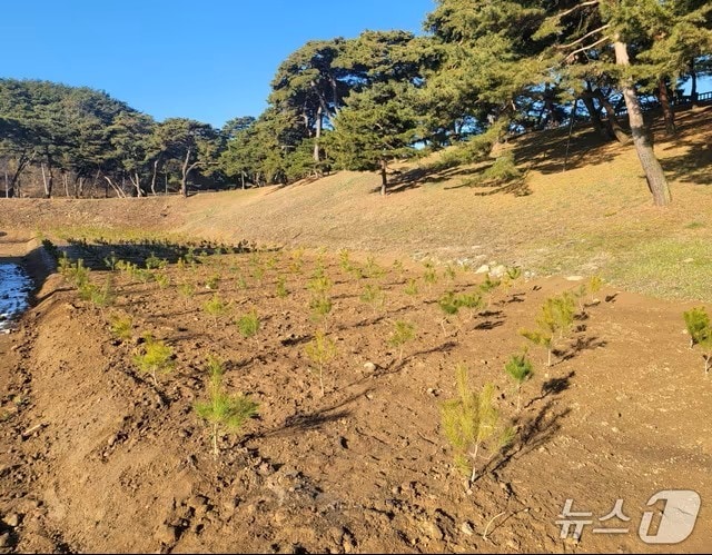 지난해 이식한 제천시 의림지 소나무 후계목.(제천시 제공. 재판매 및 DB금지) /뉴스1 