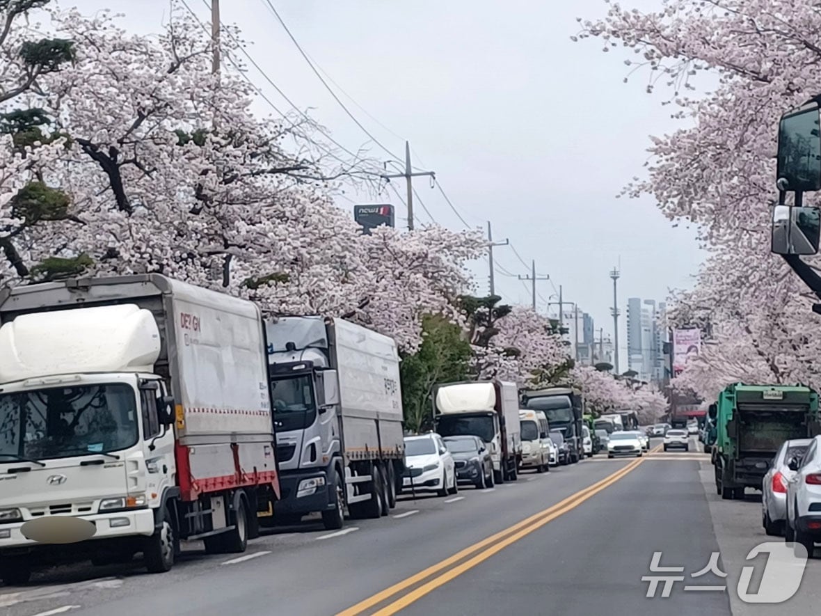 광주 광송간도로에서 차량들이 만개한 벚꽃 사이를 지나가고 있다. 2026.4.1/뉴스1 박영래 기자