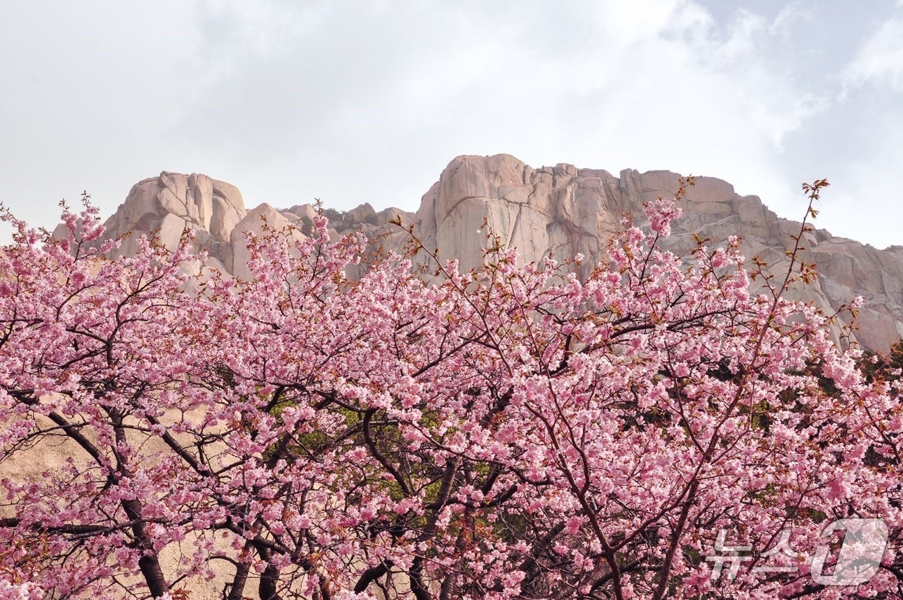 강원 속초시 설악산 봄 전경.(카시아 속초 제공, 재판매 및 DB 금지) 2026.4.1/뉴스1