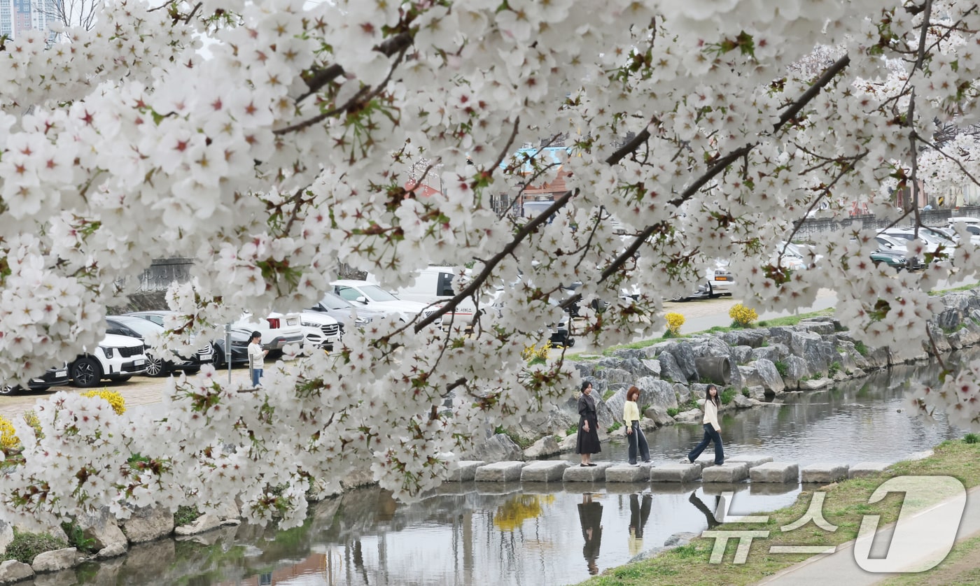 완연한 봄 날씨를 보인 1일 대전 동구 대동천변에 벚꽃이 만개해 있다. 2026.4.1 ⓒ 뉴스1 김기태 기자