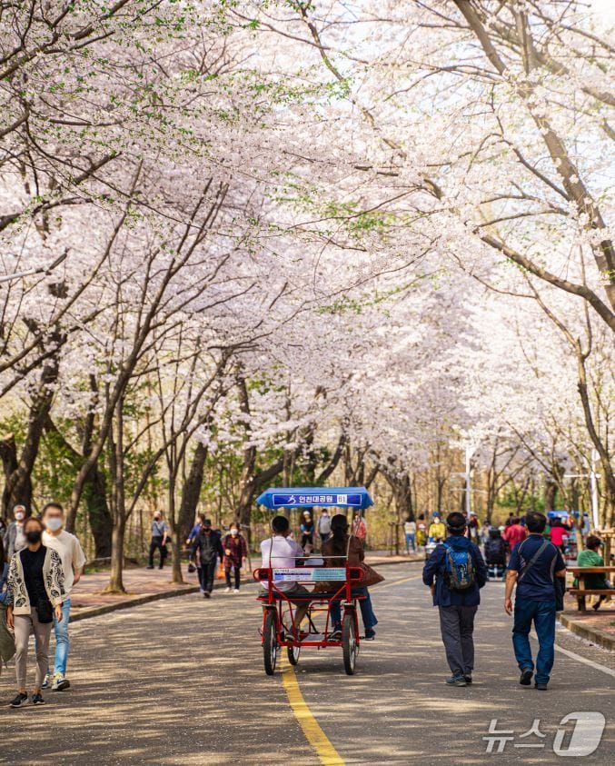 벚꽃이 만발한 인천대공원. (인천관광공사 제공.재판매 및 DB금지)