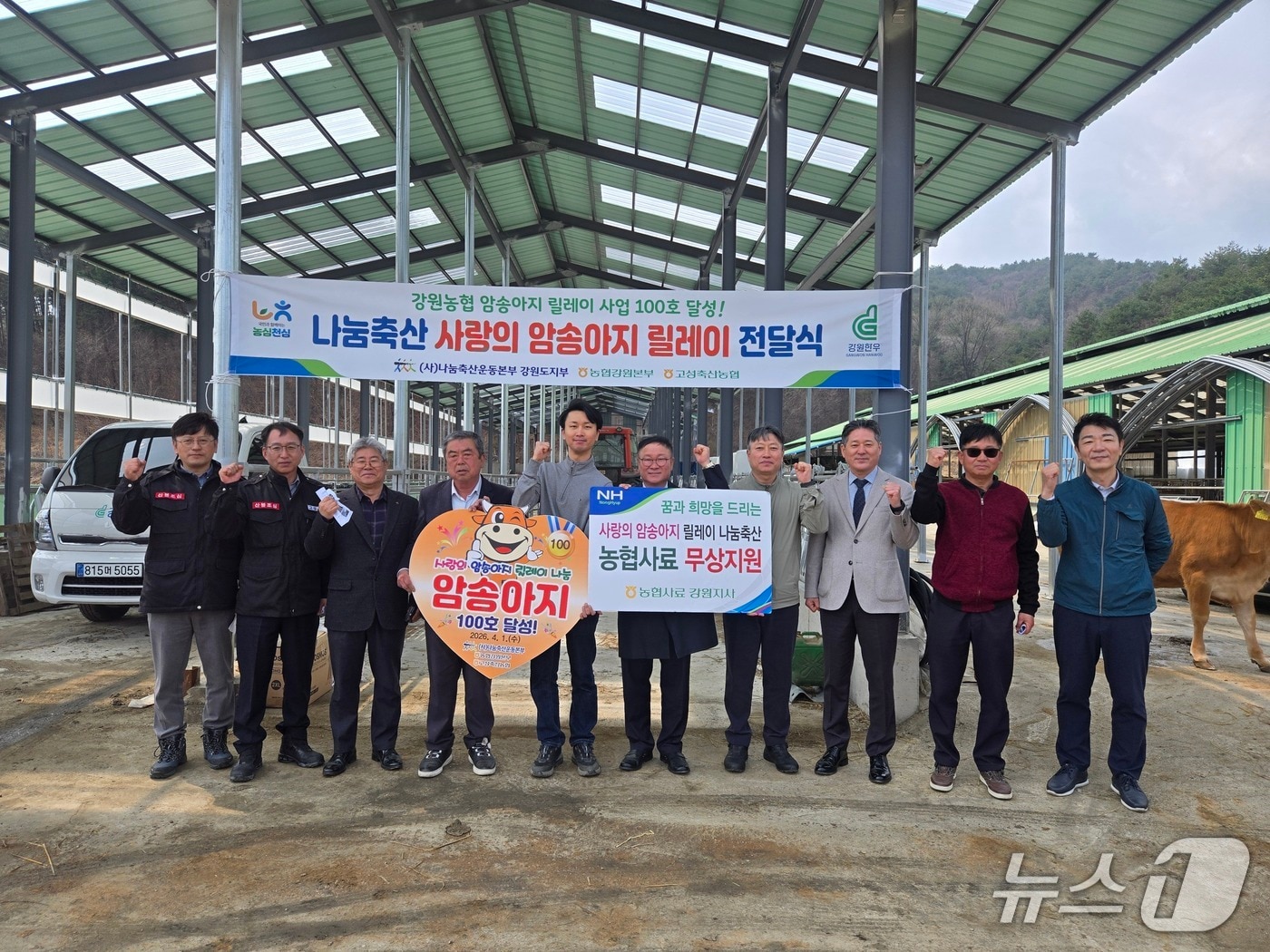 '사랑의 암송아지 릴레이 전달' 행사.(농협 강원본부 제공. 재판매 및 DB금지)/뉴스1