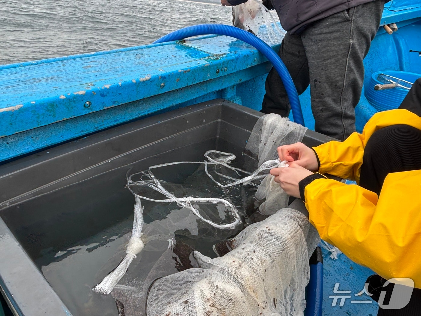 강원도 특산어종 뚝지·도루묵 종자 방류.(강원도 제2청사 제공, 재판매 및 DB 금지) 2026.4.1/뉴스1