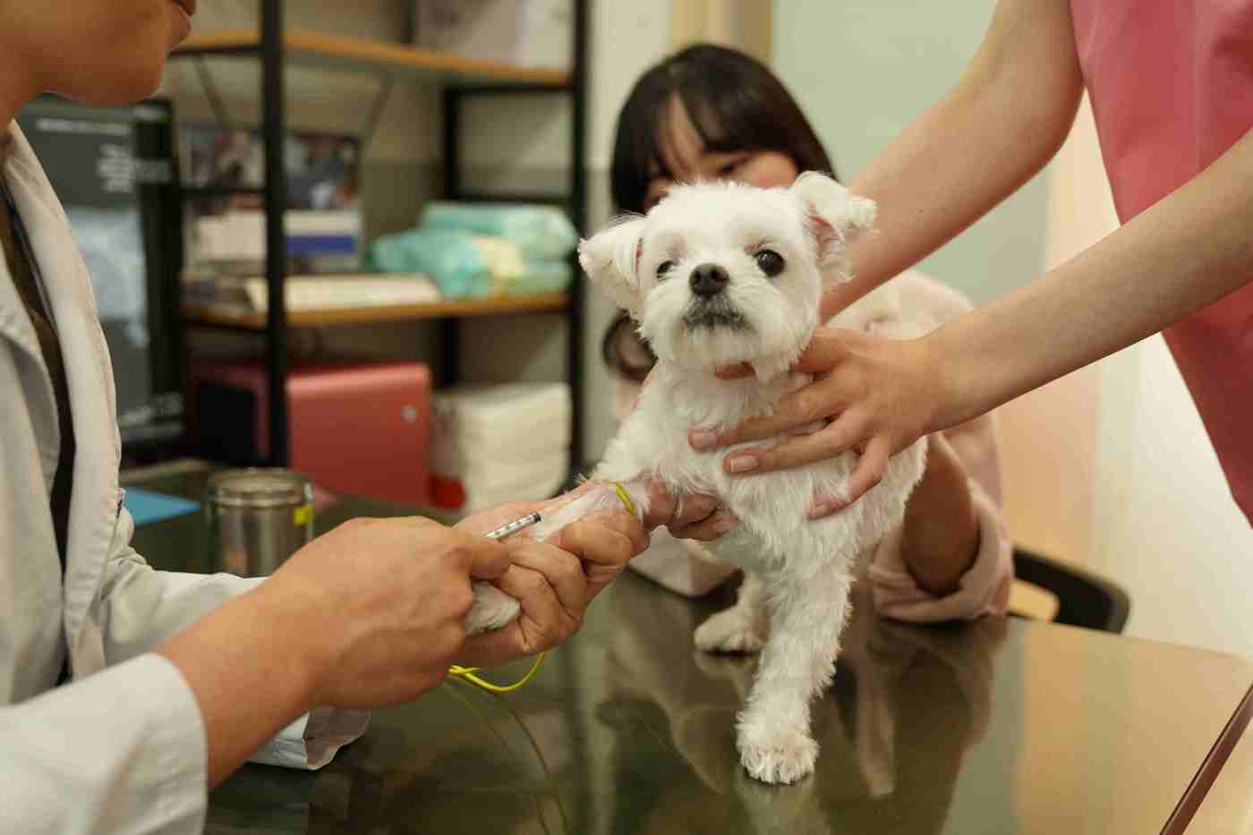 반려동물 예방접종(성동구 제공)