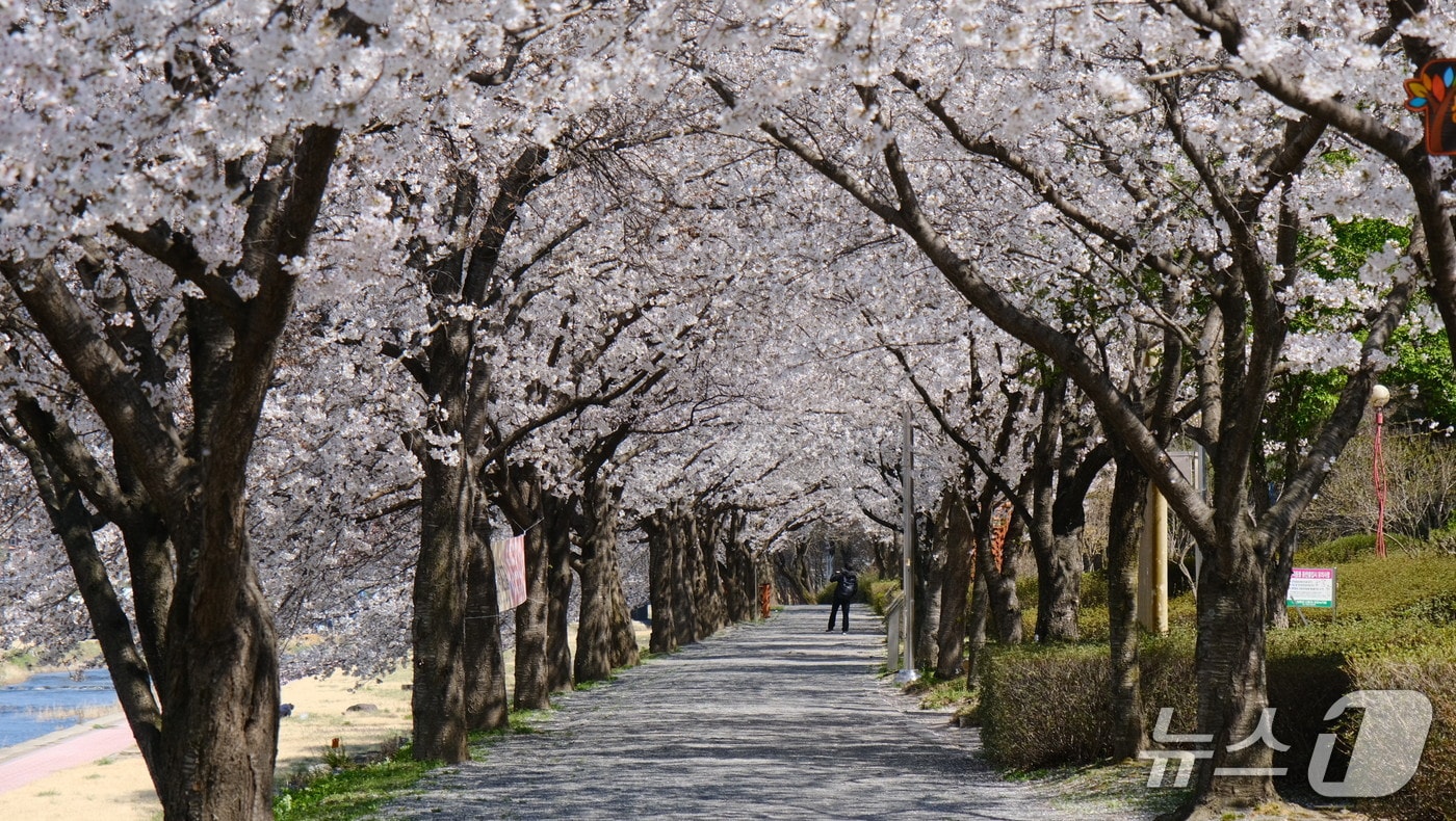 영동군 영동읍 영동천변 벚꽃길 (영동군 제공. 재판매 및 DB금지)