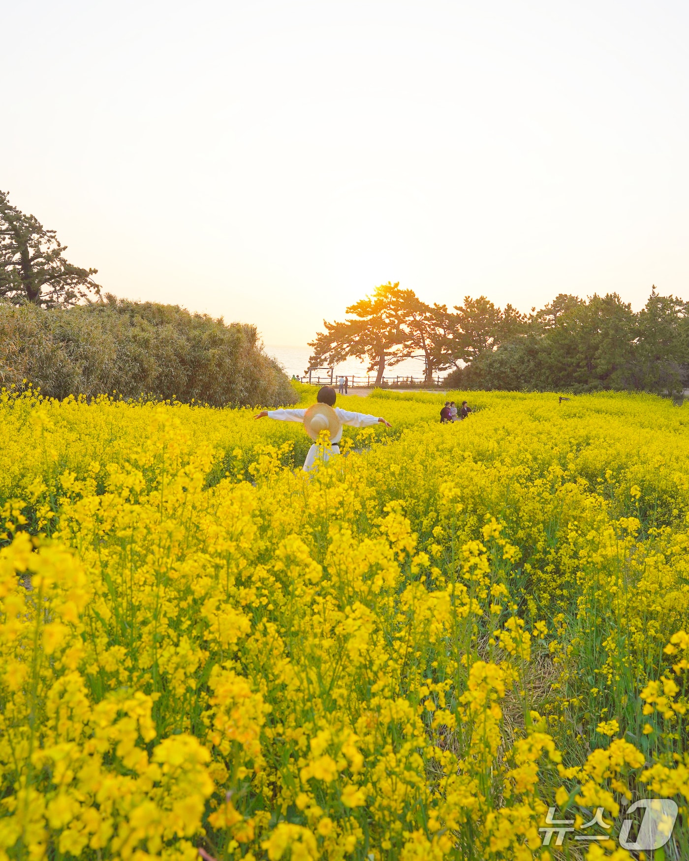 전북 부안군 변산면 수성당 일대에 노란 유채꽃이 만개해 장관을 연출하고 있다.(부안군 제공. 재판매 및 DB금지)